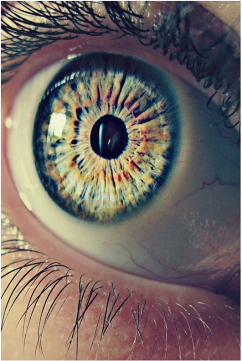 Savez-vous combien de corps transparents l’œil possède-t-il ?